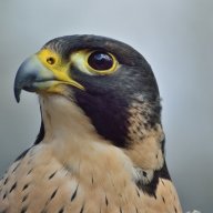 PFalcon