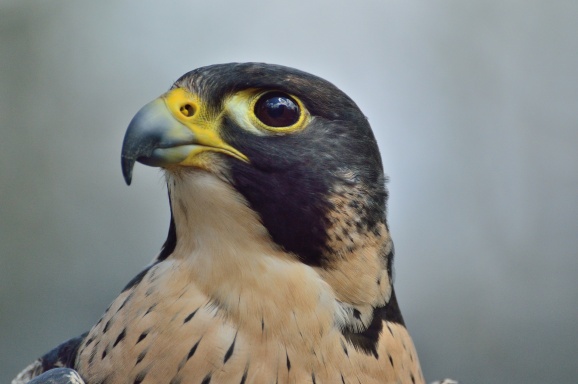 PFalcon
